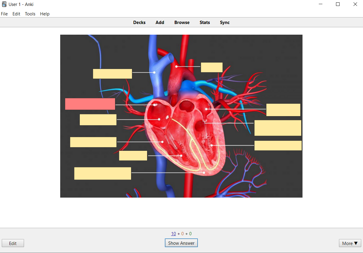 /2019-08-29-3-fatal-reasons-why-you-shouldnt-be-taking-notes-when-studying/images/anki_biology.png