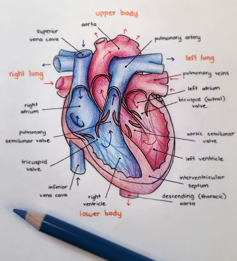 /2019-08-29-3-fatal-reasons-why-you-shouldnt-be-taking-notes-when-studying/images/drawing-heart.png